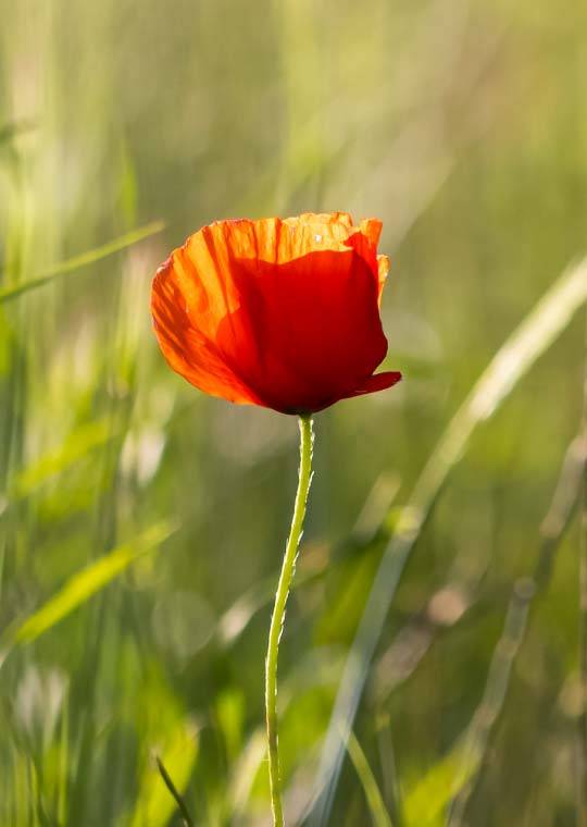 Domaine de cala vigneron provence