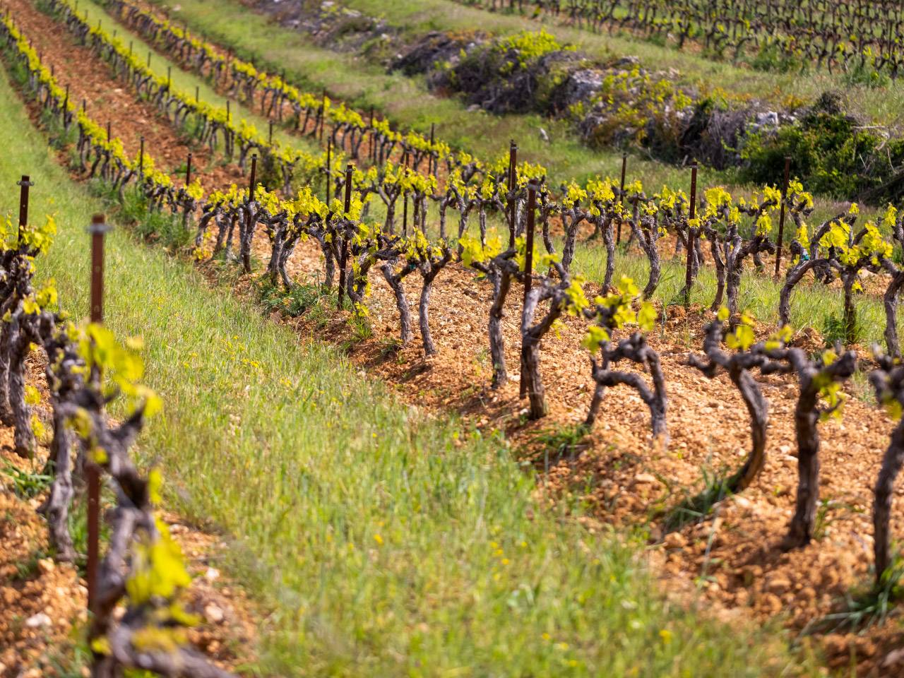 Vin terroir provence