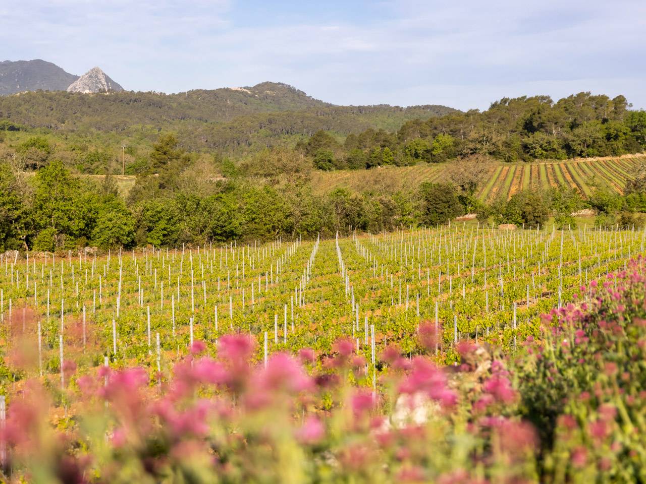 Cepages domaine de cala provence