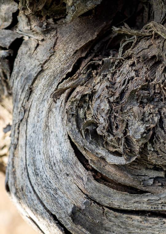 Compositions cepages domaine de cala